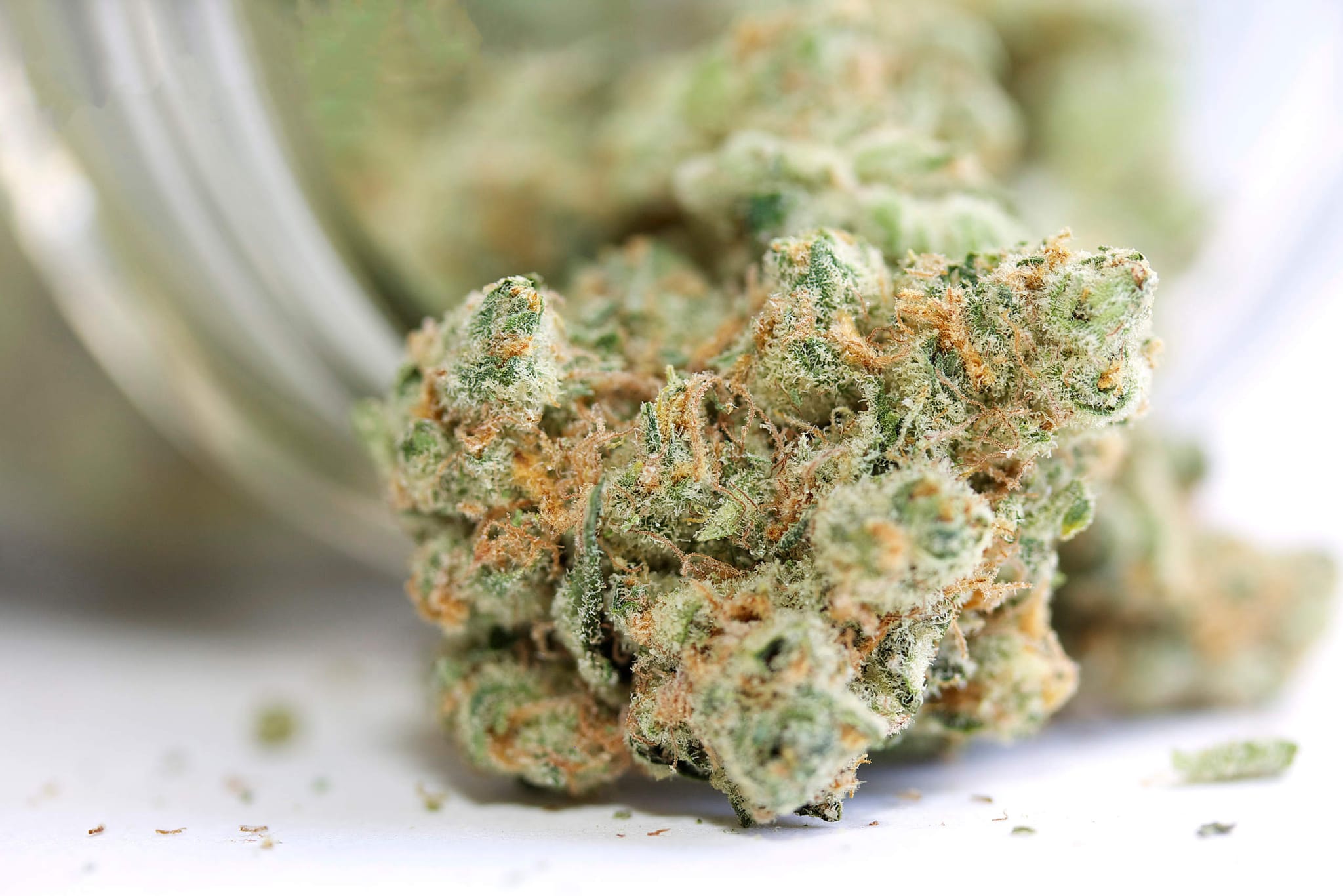 CBD Kush Auto Undergoes Rigorous Physician Testing for Green Leaf Store EU Clients