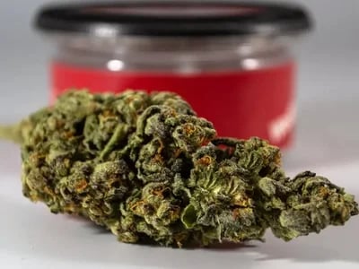 CBD Kush Auto Undergoes Rigorous Physician Testing for Green Leaf Store EU Clients