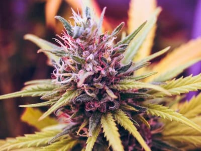 THC Cannabis Oil Australia – Research on Oil Consumption Patterns