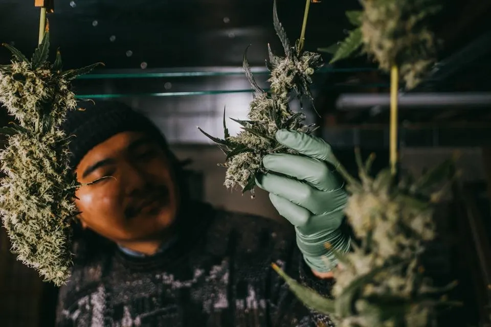 Buy Marijuana Online UK: Facts About THC and CBD Content