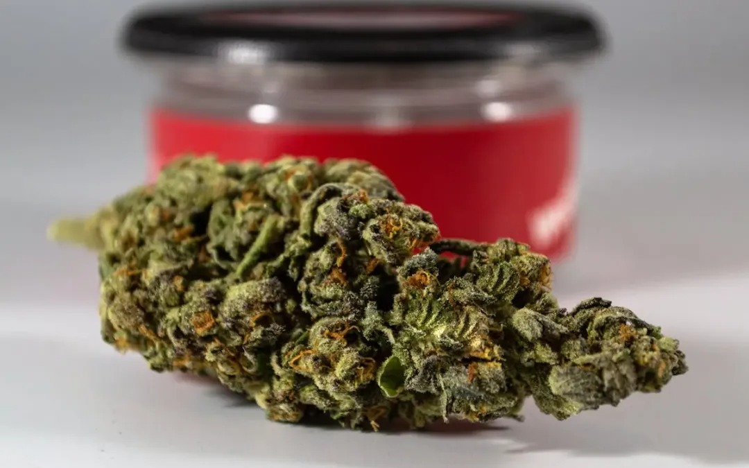 CBD Kush Auto Undergoes Rigorous Physician Testing for Green Leaf Store EU Clients