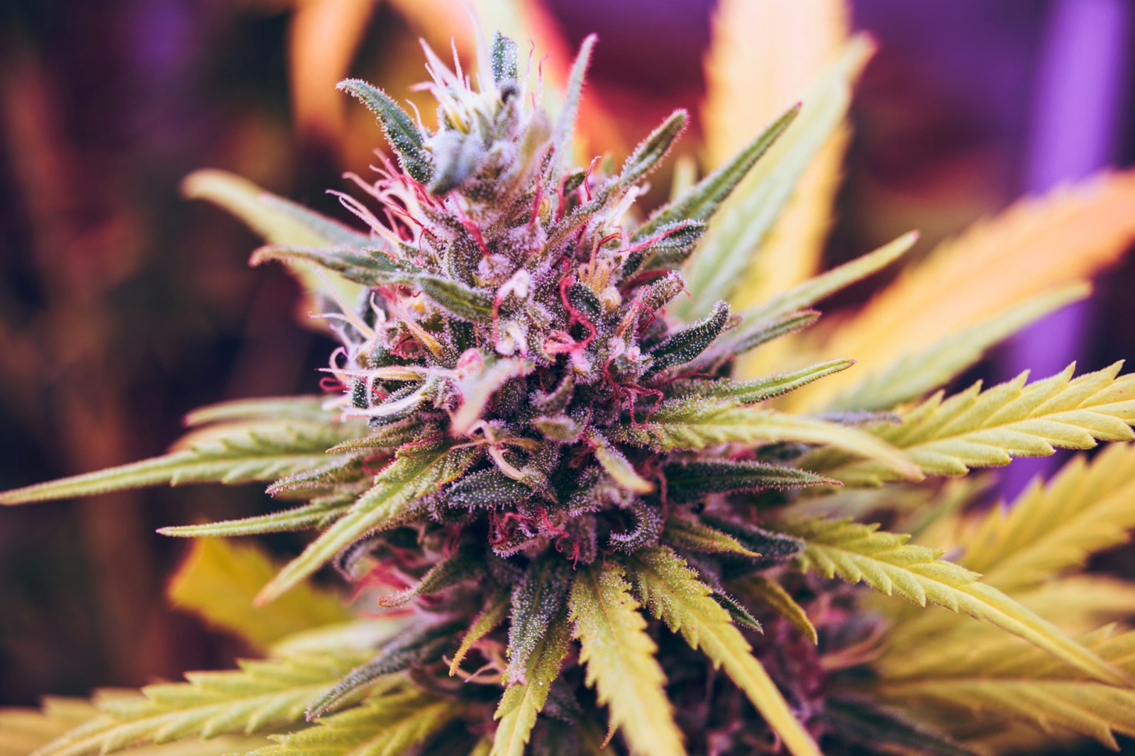 THC Cannabis Oil Australia – Research on Oil Consumption Patterns